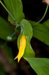 Perfoliate bellwort